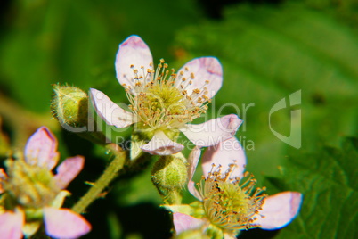 Brombeerblüten