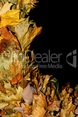 Dry leaves on a dark background