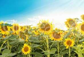 Sunflowers in the sunlight