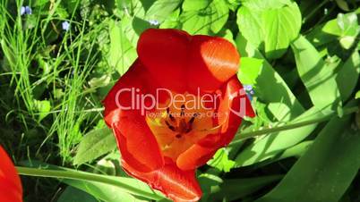 red tulip