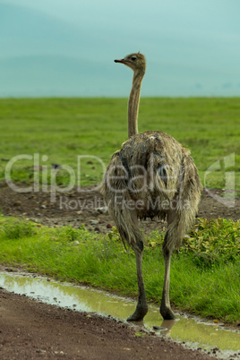 Female ostrich standing in puddle by roadside