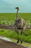 Female ostrich standing in puddle by roadside
