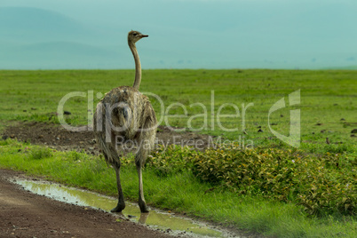 Female ostrich stands in puddle by roadside