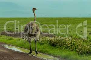 Female ostrich stands in puddle by roadside