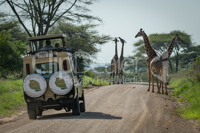 Four Masai giraffe and jeep on road