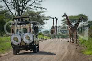 Four Masai giraffe and jeep on road
