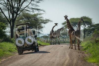 Four Masai giraffe and jeep on track