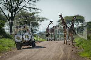 Four Masai giraffe and jeep on track