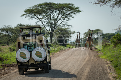 Four Masai giraffe before jeep on road