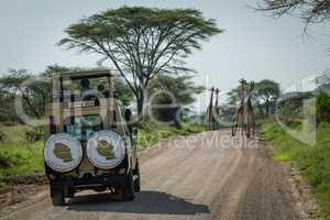 Four Masai giraffe before jeep on road