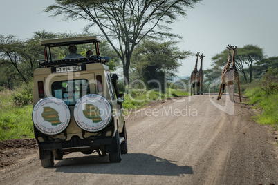 Four Masai giraffe block jeep on road