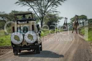 Four Masai giraffe block jeep on road