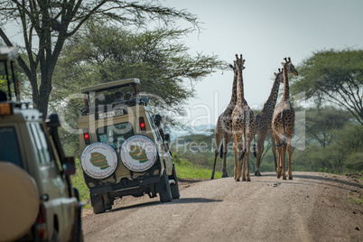 Four Masai giraffe block road to jeeps