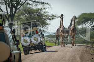 Four Masai giraffe block road to jeeps