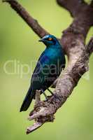 Greater blue-eared starling turning head on branch