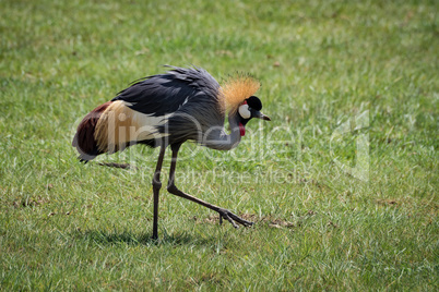Grey crowned crane lifting foot on grassland