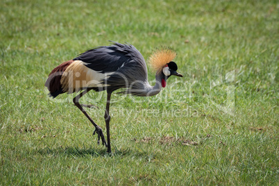 Grey crowned crane lifts foot on grassland
