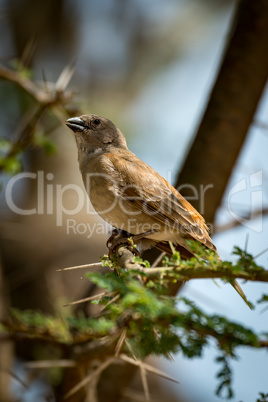 Grey-capped social weaver bird in thorny acacia