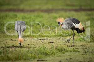 Grey crowned crane walks slowly towards another