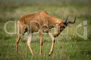 Hartebeest drops head walking across grassy plain