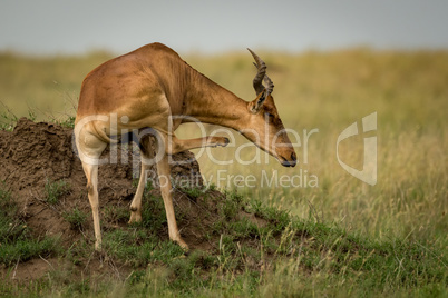 Hartebeest on termite mound scratches its neck