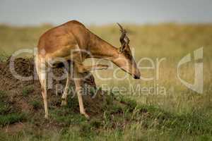Hartebeest on termite mound scratches its neck