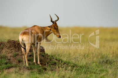 Hartebeest stands on termite mound on savannah
