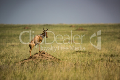 Hartebeest stands on termite mound in grassland