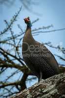 Helmeted guineafowl staring upwards from thick branch
