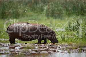 Hippopotamus crosses muddy marsh with bird above