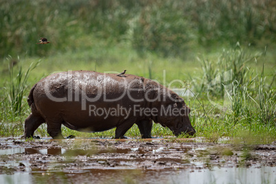 Hippopotamus crosses marsh with bird on back