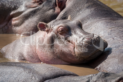 Hippopotamus dozing on another in muddy pool