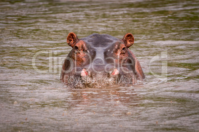 Hippopotamus in muddy pool staring at camera