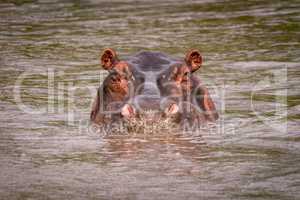 Hippopotamus in muddy pool staring at camera