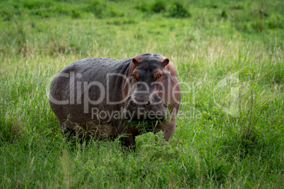 Hippopotamus munching mouthful of grass on plain