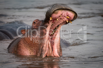 Hippopotamus opening mouth beside another in pool
