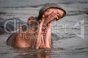 Hippopotamus opening mouth beside another in pool