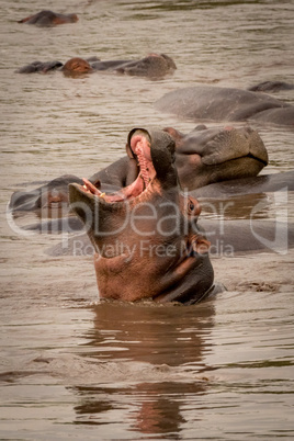 Hippopotamus opening mouth wide with others around
