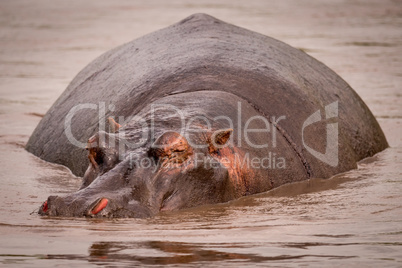 Hippopotamus resting in muddy pool facing camera
