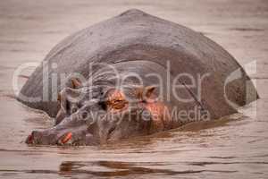 Hippopotamus resting in muddy pool facing camera