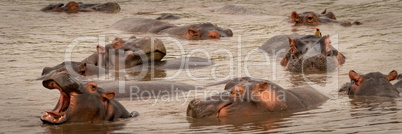 Hippopotamus opens mouth wide with others around