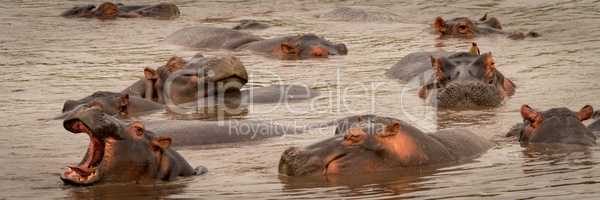 Hippopotamus opens mouth wide with others around
