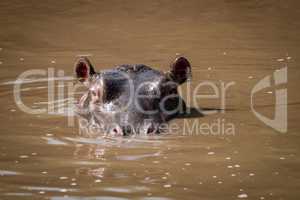 Hippopotamus wading up to neck facing camera