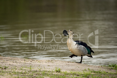 Knob-billed duck lifts foot walking by water