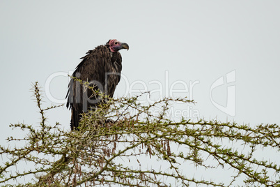 Lappet-faced vulture hunched over in acacia branch