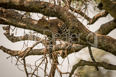 Leopard sleeping on shady branch of tree