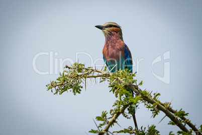 Lilac-breasted roller facing left on thorny branch