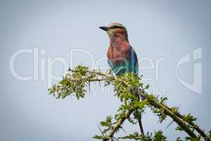 Lilac-breasted roller facing left on thorny branch