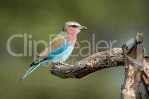 Lilac-breasted roller in profile on dead branch