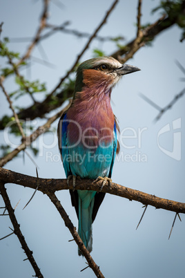 Lilac-breasted roller on branch with head turned